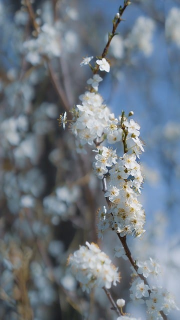 lente, hsp, acupunctuur
